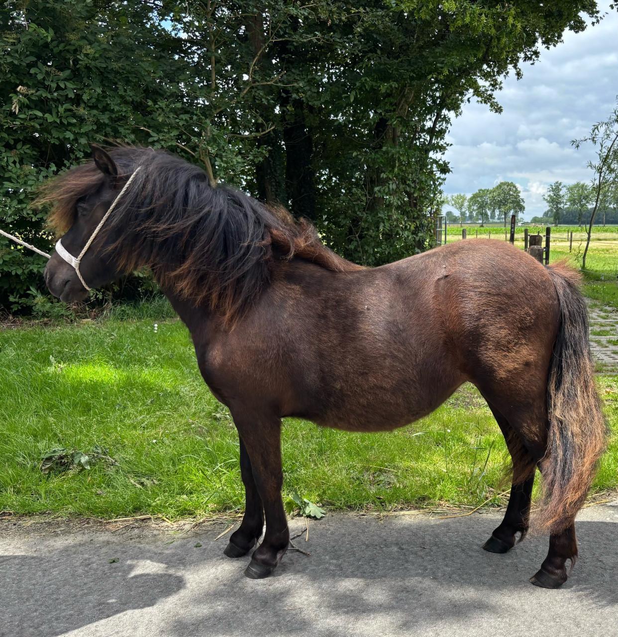 Leuke Shetlandpony