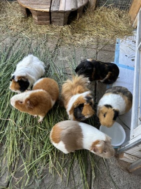 Cavia’ s