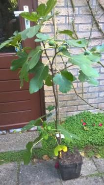 Vijgenplanten in pot. Winterhard