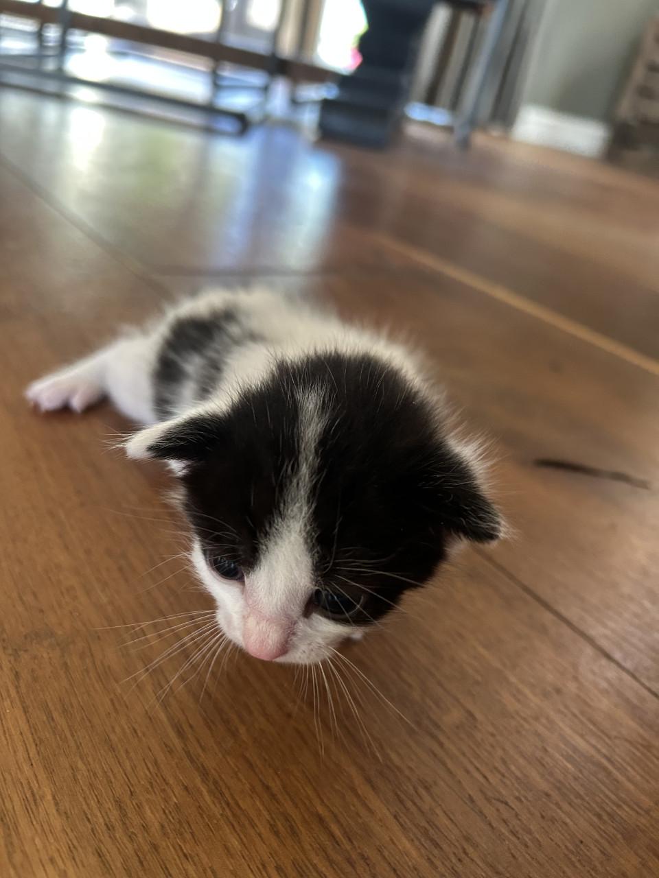Prachtige kittens 😻