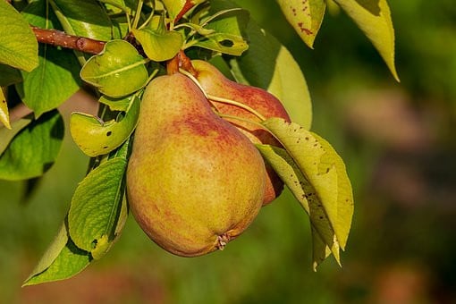Kruiden. groente, fruit, bloemen in Middelburg