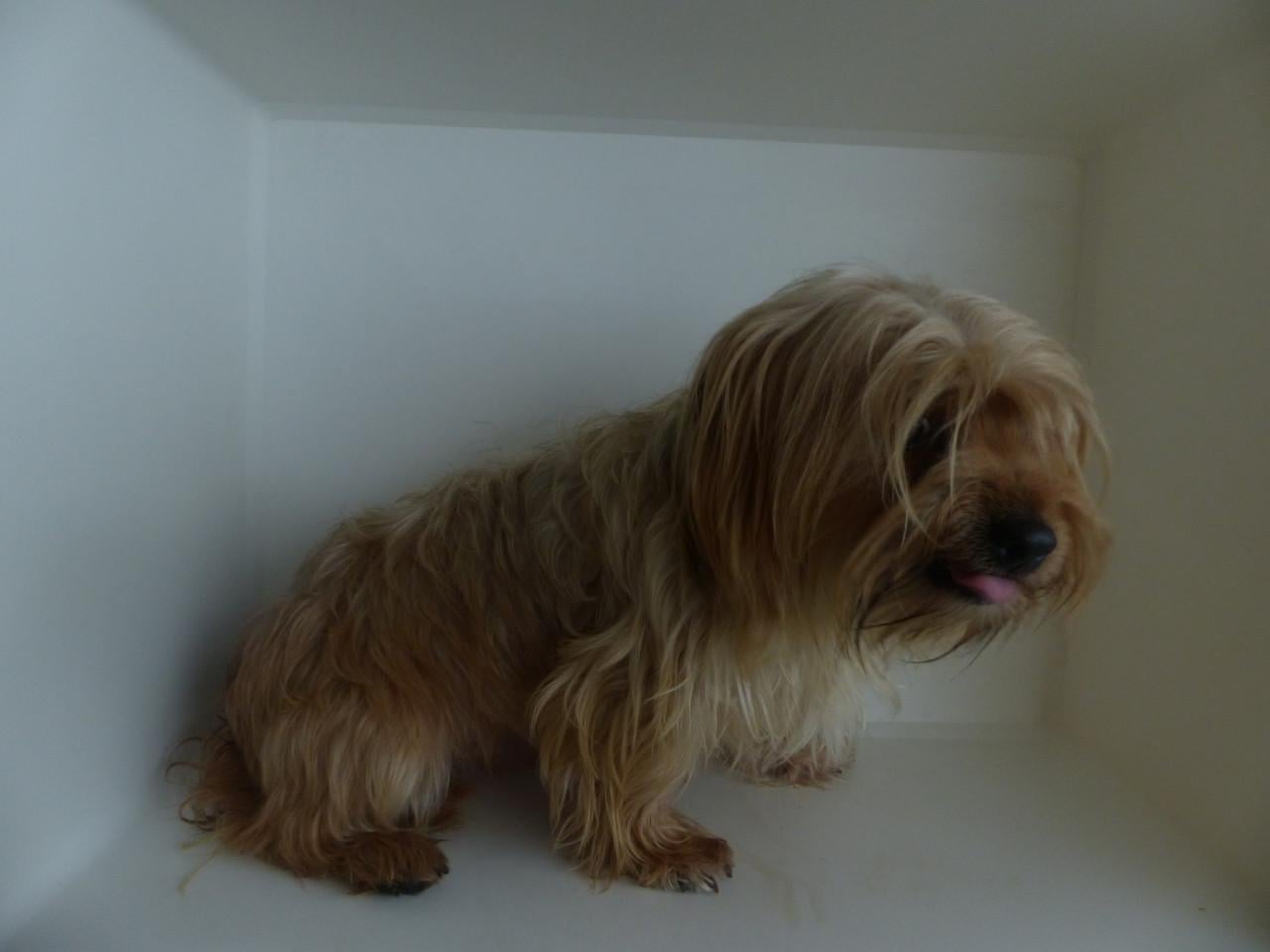 Reutje 1 jaar oud Yorkshire Terrier mix super gezond en leuk