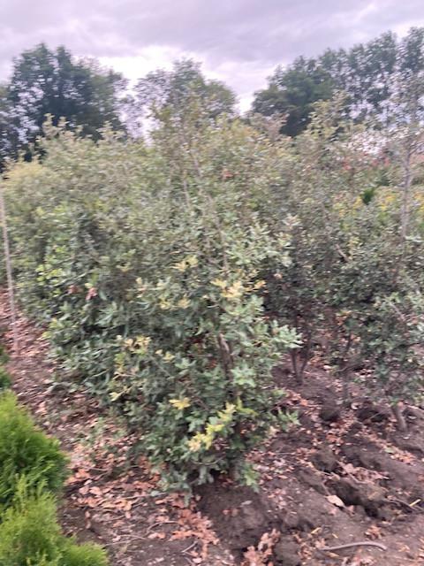 Steeneik voor een haag (quercus ilex)