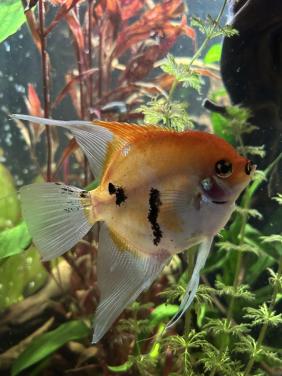 Twee mooie grote maanvissen