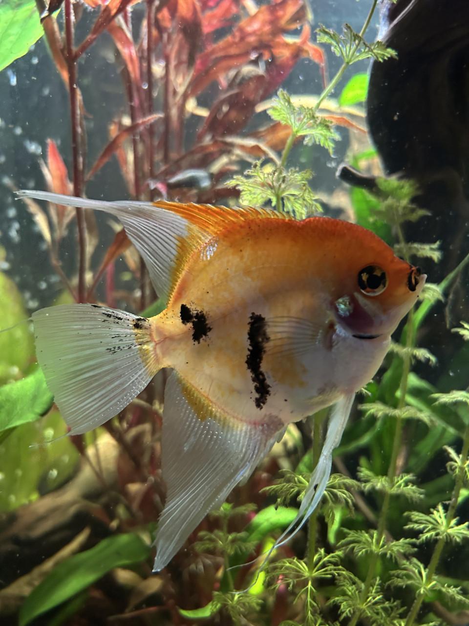 Twee mooie grote maanvissen