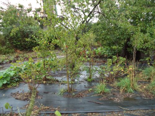 Te koop 15 jonge pruimenbomen