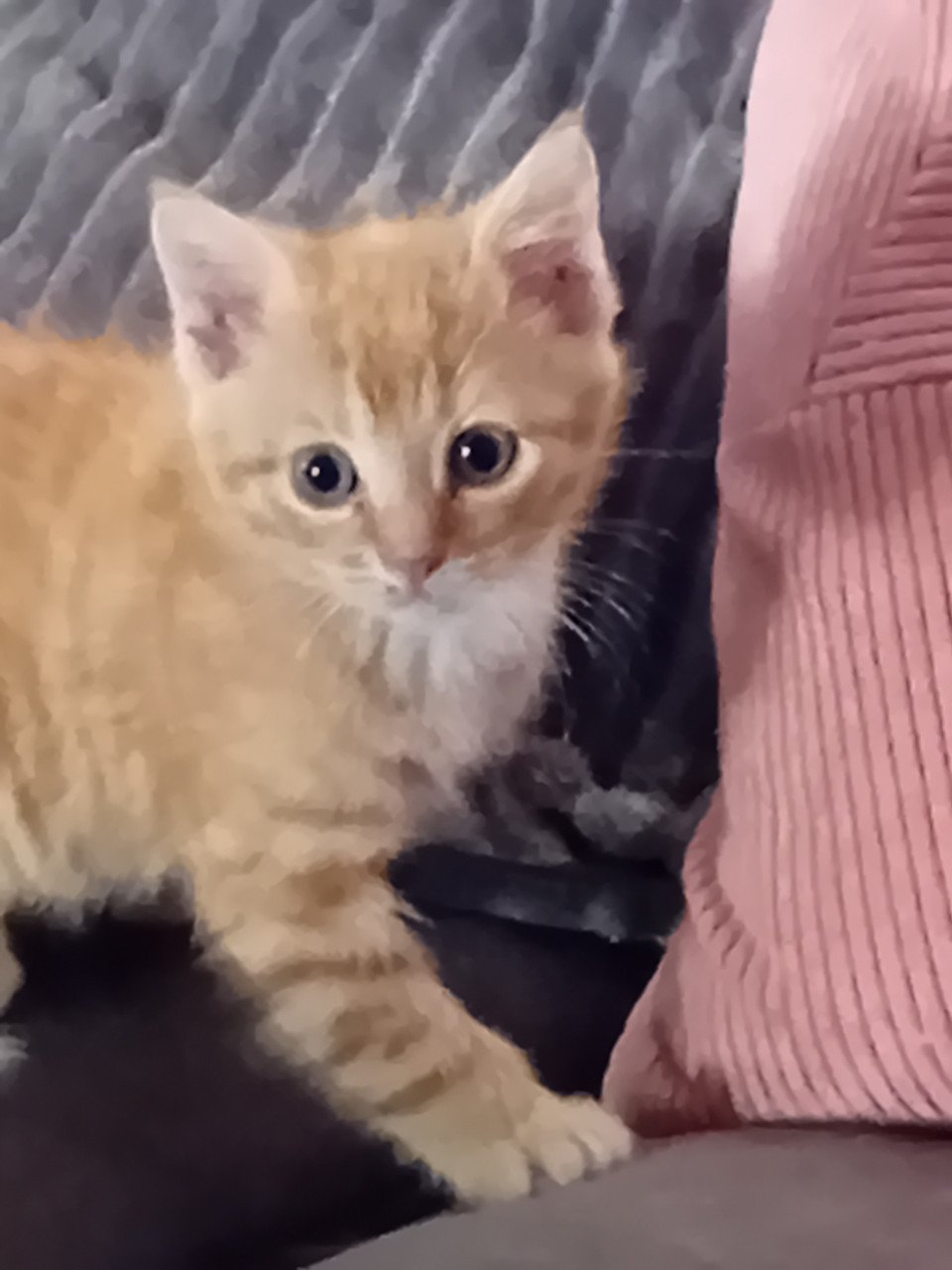 Lief katertje