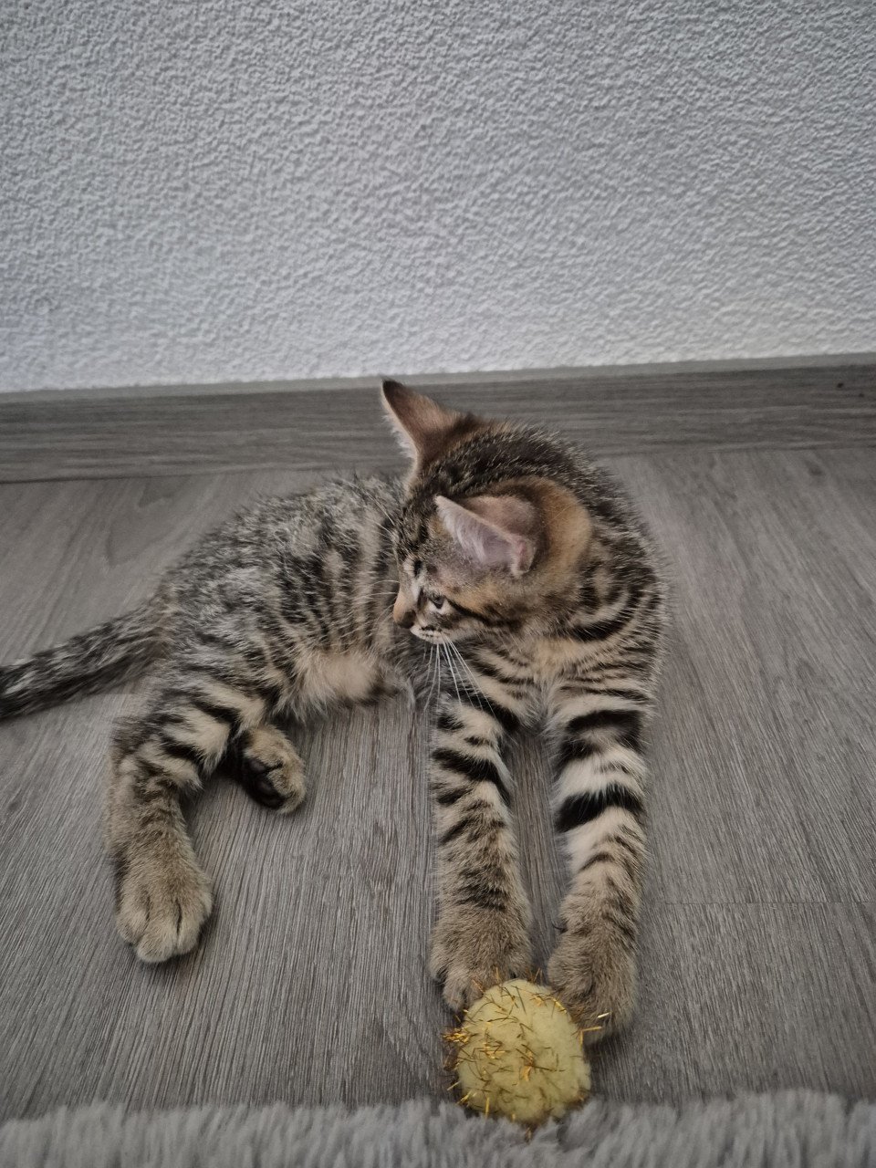 Kittens