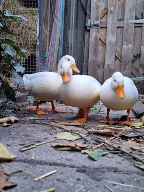 3 geweldig leuke eendjes