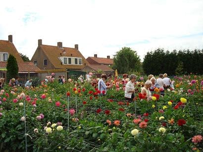 De dahliatuin is weer open