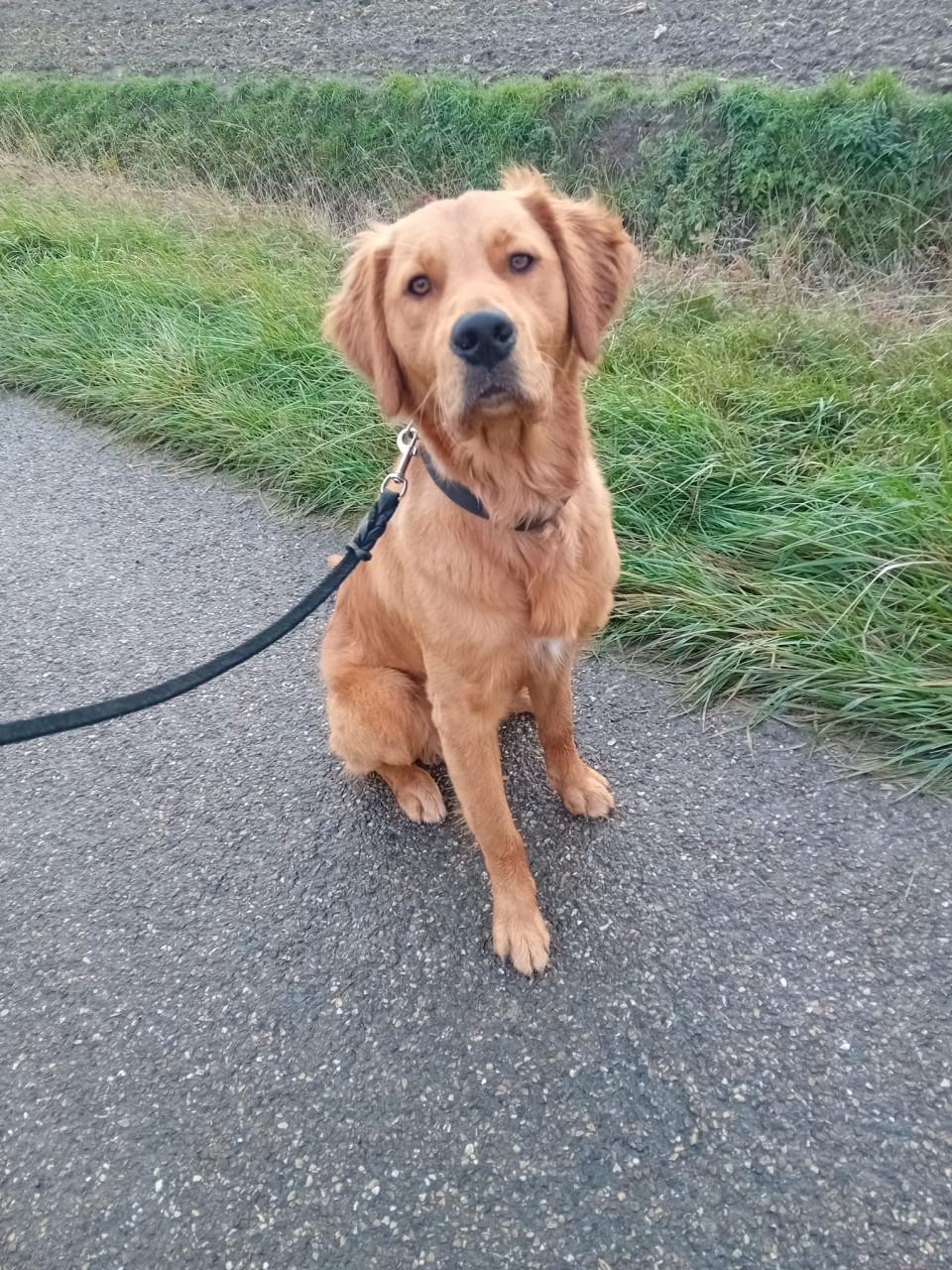 Golden retriever 14mnd reu