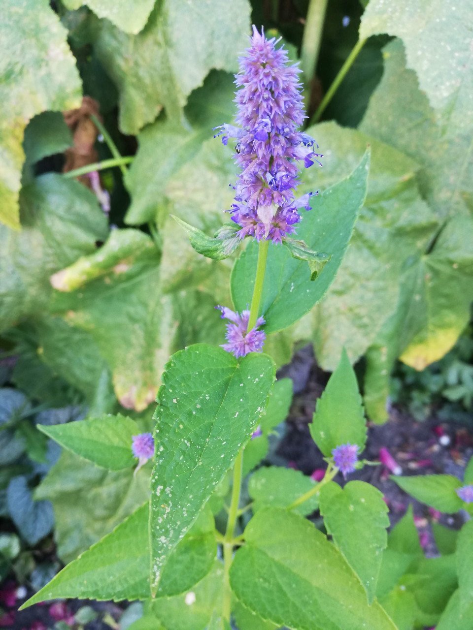 (NIEUWE!!) SIERTUIN EN MOESTUIN PLANTEN bij DE VOORDEUR