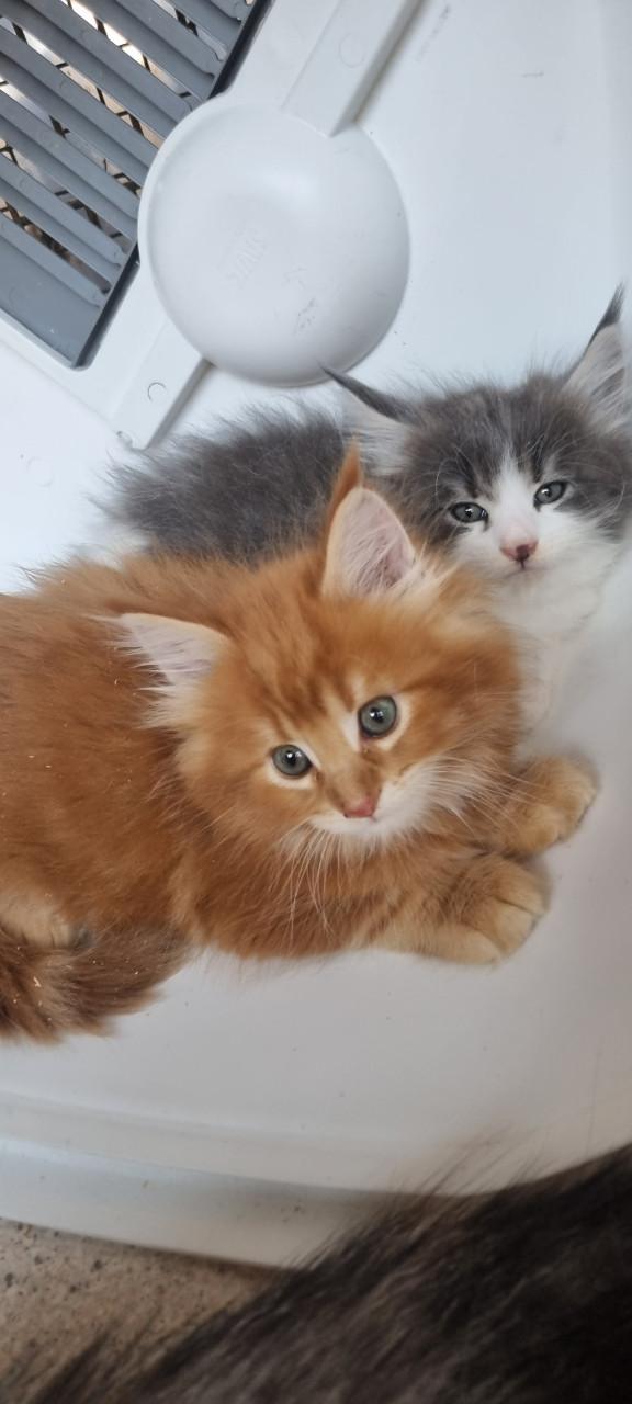 Te koop mooie Maine Coons katertjes