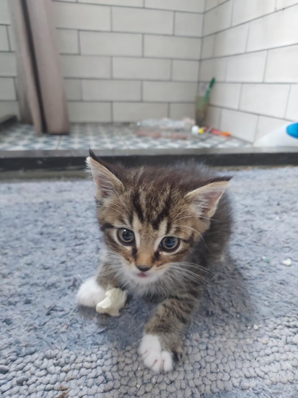 Kittens