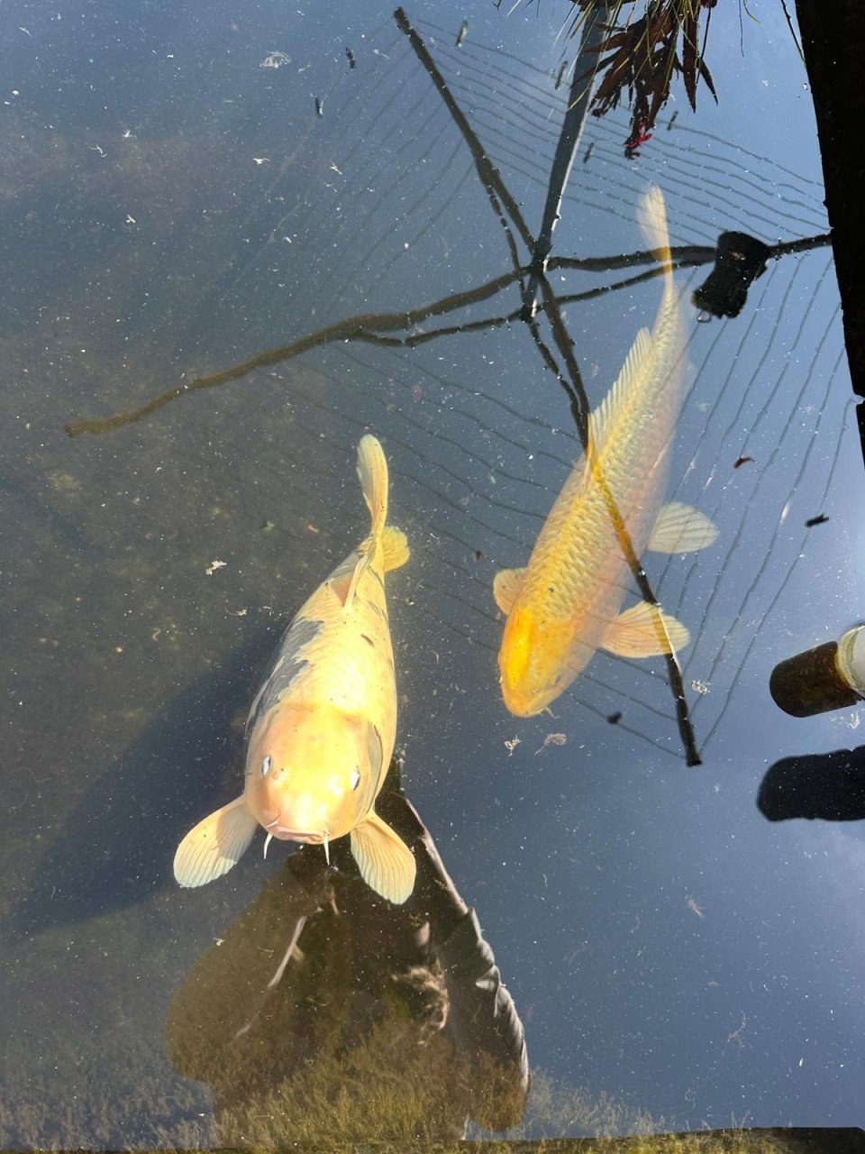 5 Koi karpers te koop ongv 50-70cm
