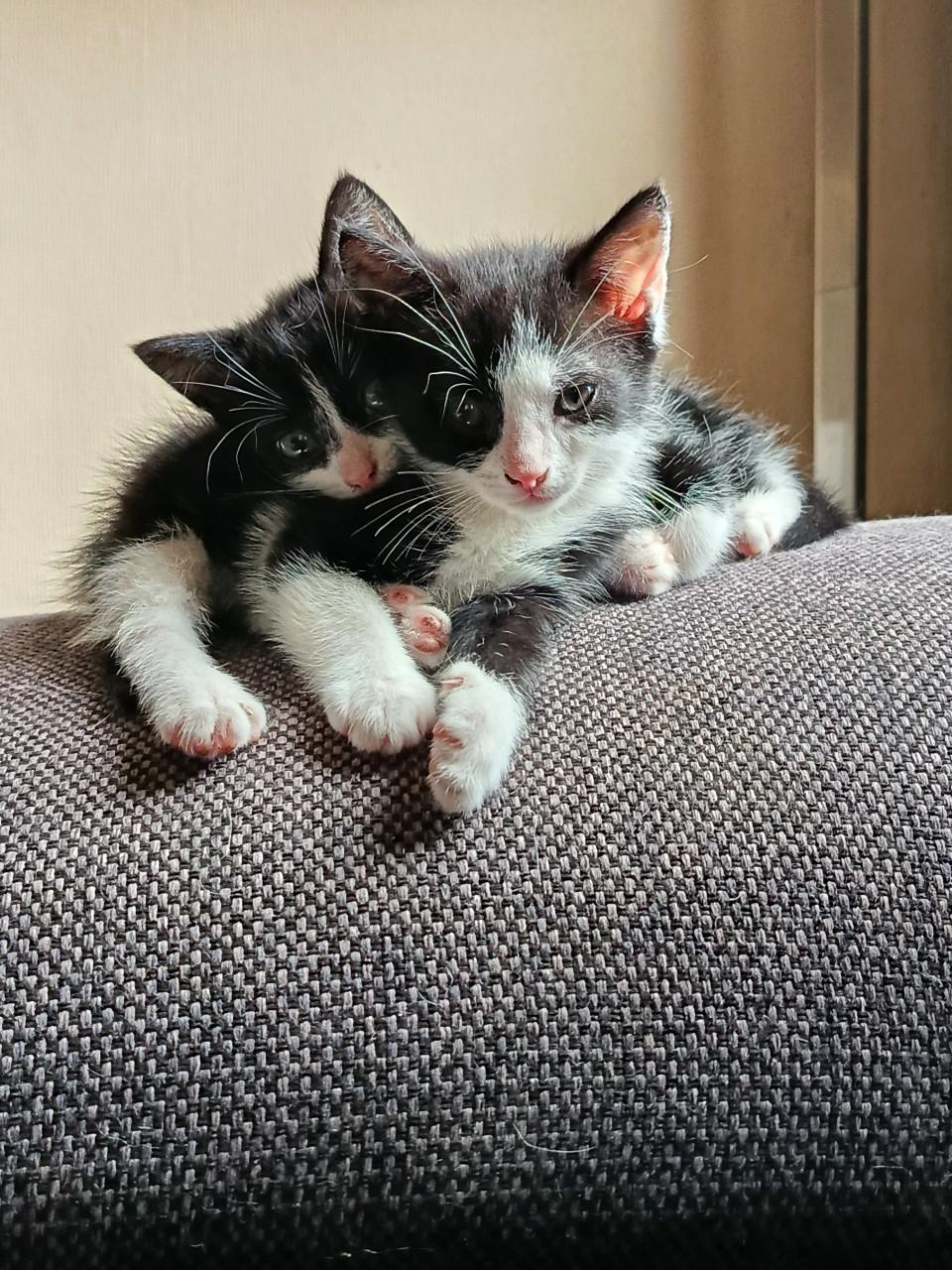 Kittens
