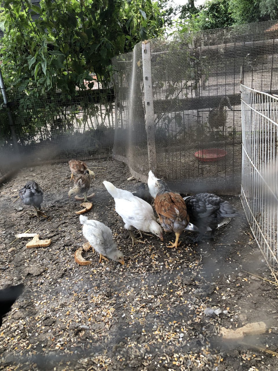 Kuikens van kleurleggers!