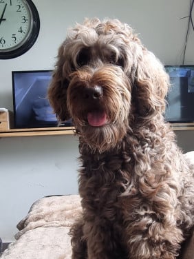 Binnenkort beschikbaar labradoodles