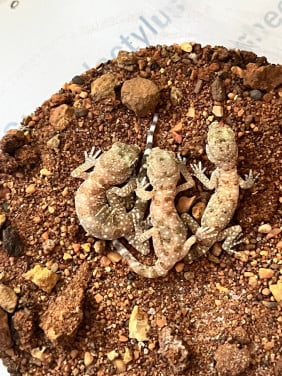Stenodactylus sthenodactylus zandgekko nakweek