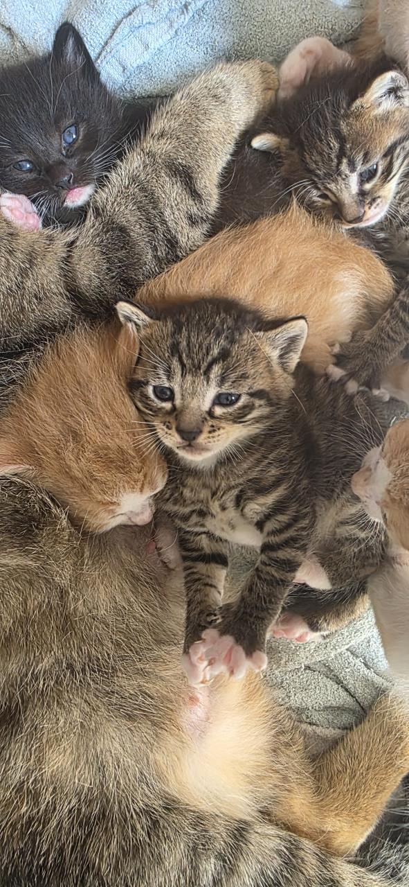 Nog 5 Supper schattige kittens