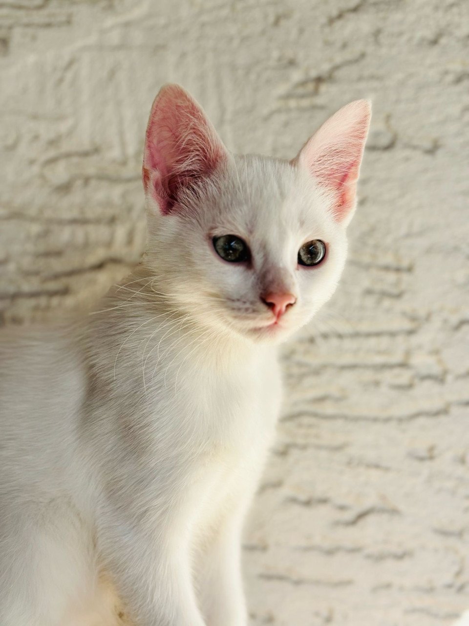 Kittens