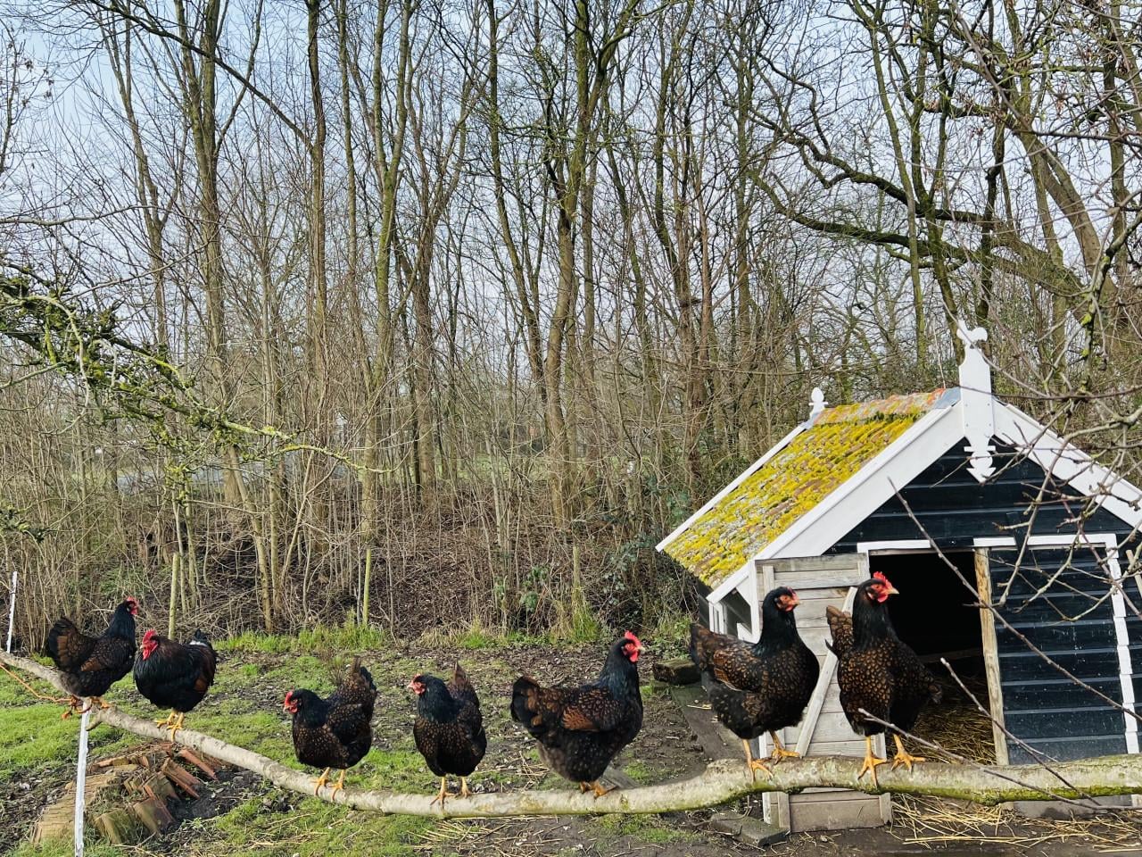 Broedeieren te koop van Barnevelder (groot - dubbel gezoomd)