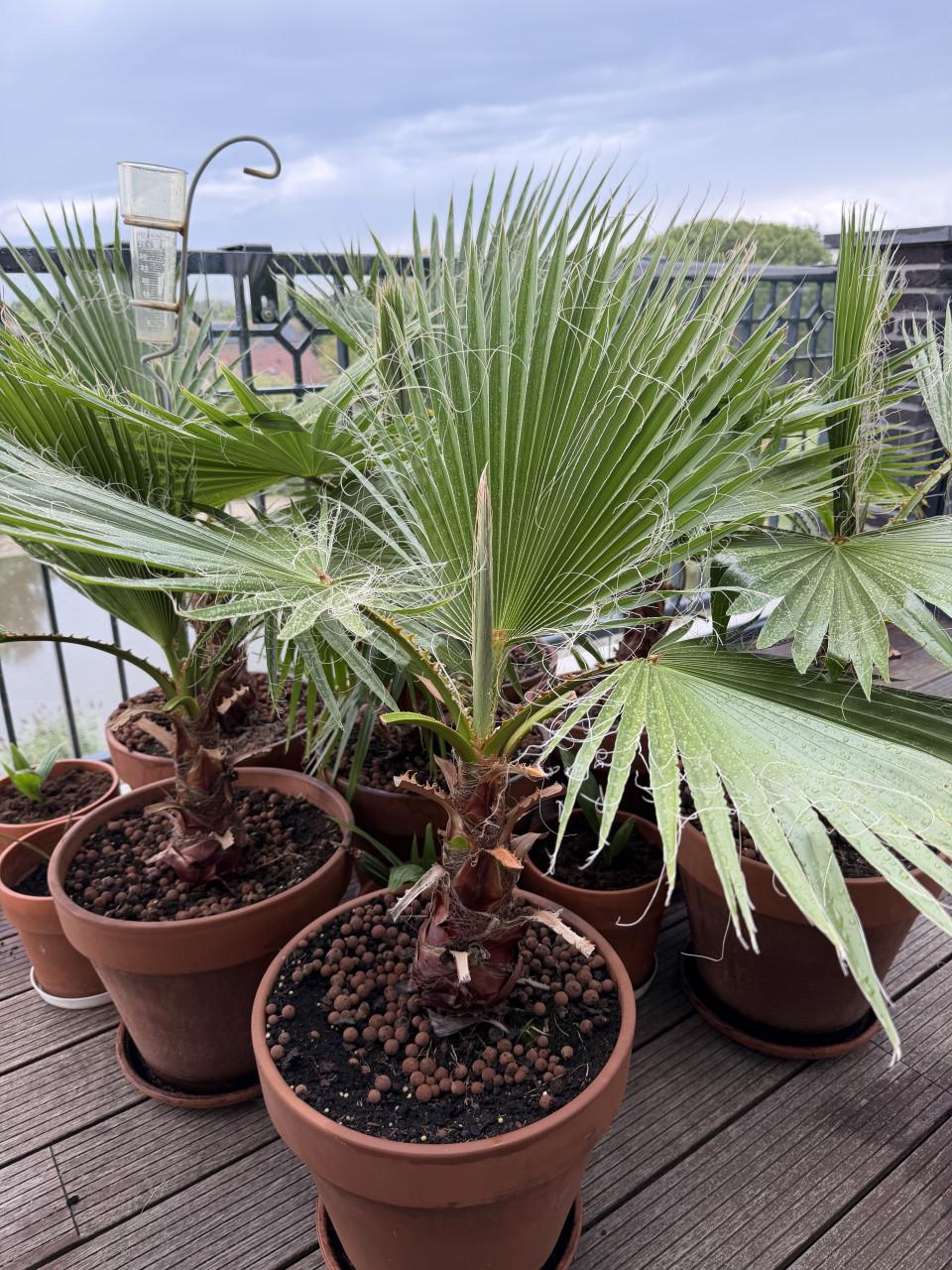 Kokospalmen