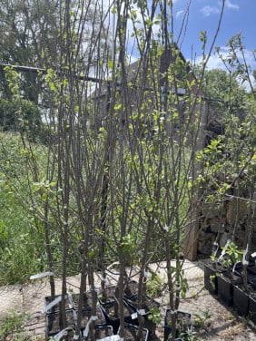 Pruimenboom Opal Laagstam