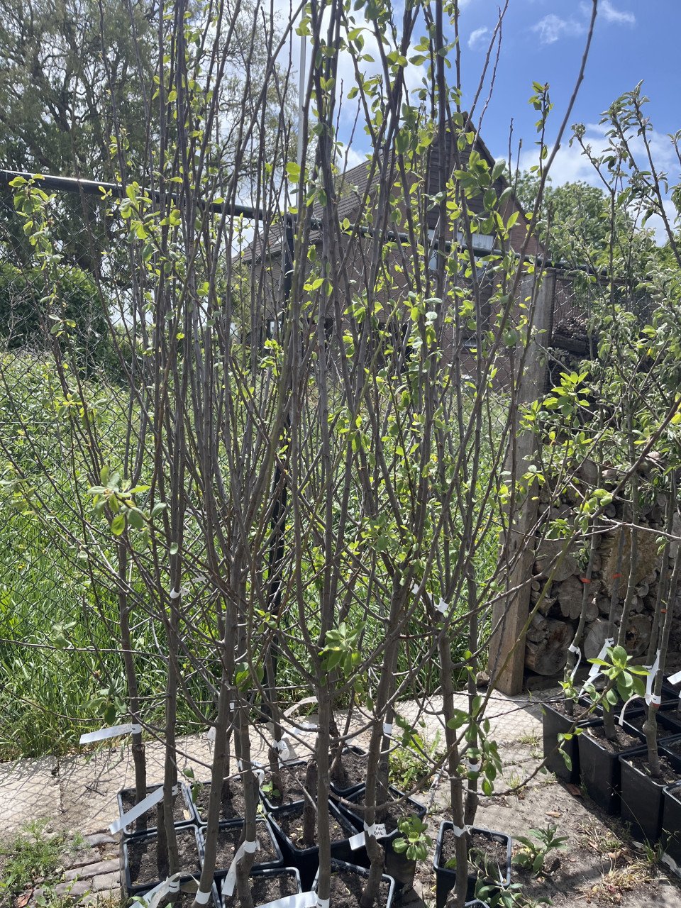 Pruimenboom Opal Laagstam