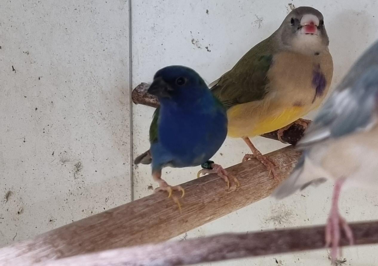 Forbes papegaai amadine man