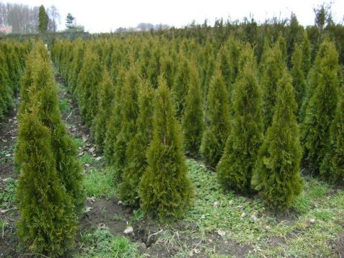 Thuja smaragd coniferen