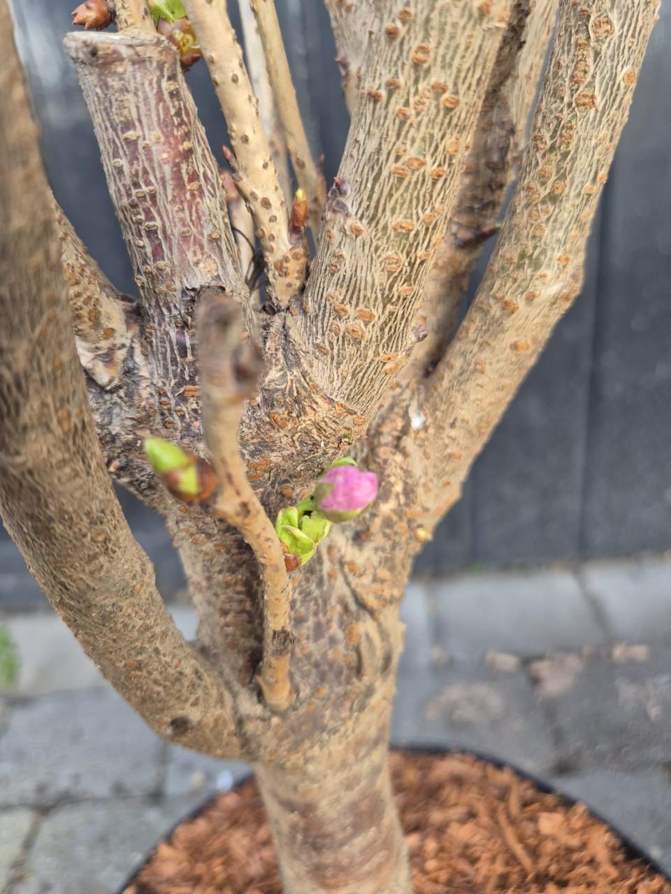Japanse sierkers, oftewel de Prunus Serrulata Amanogawa