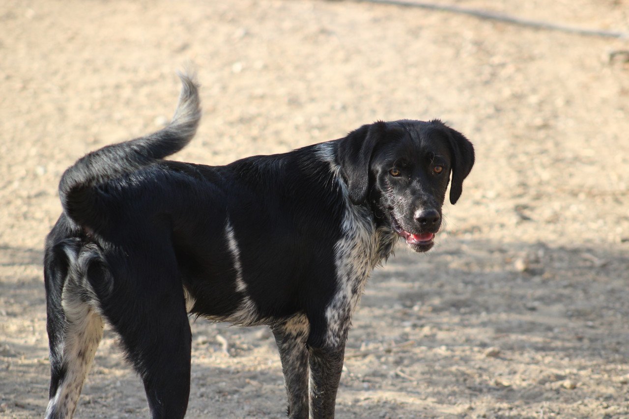 Alora Dog Rescue: Macho, deze knuffelbeer zoekt wil zo graag een thuis