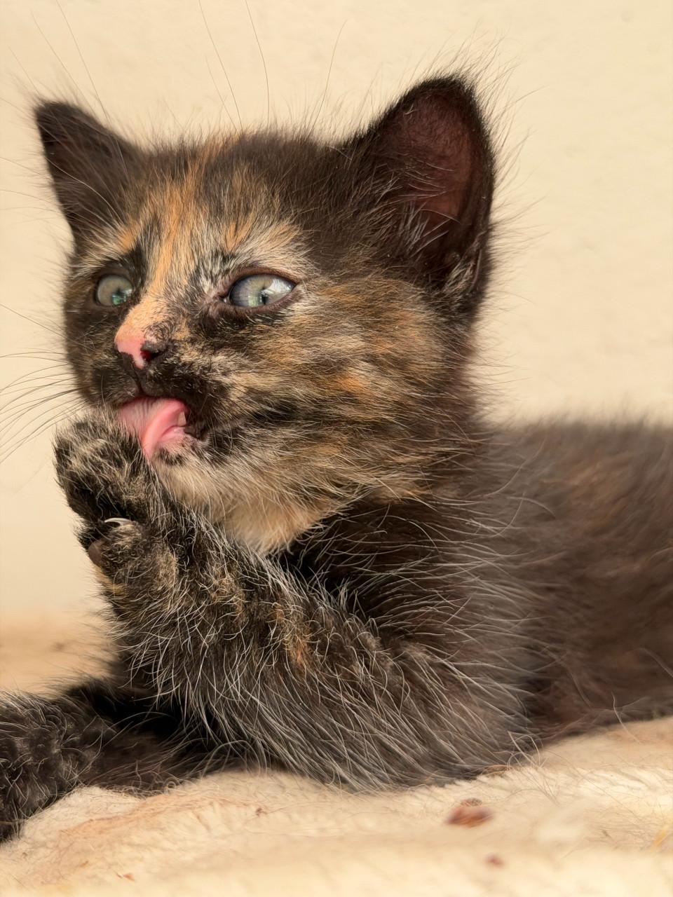 Prachtige kittens
