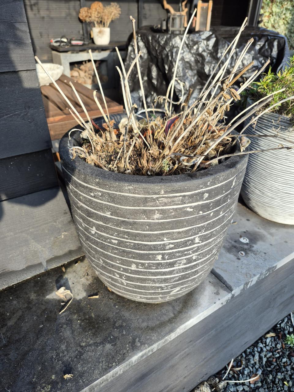 Bloembakken Capi met hosta