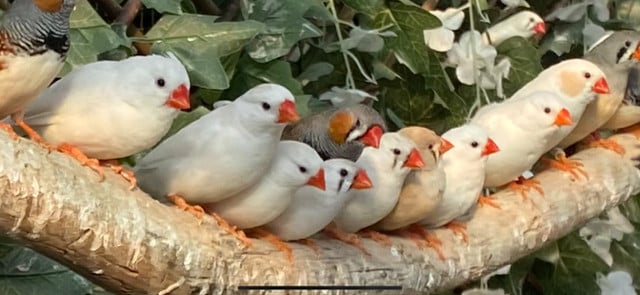 Xebravinkjes te koop