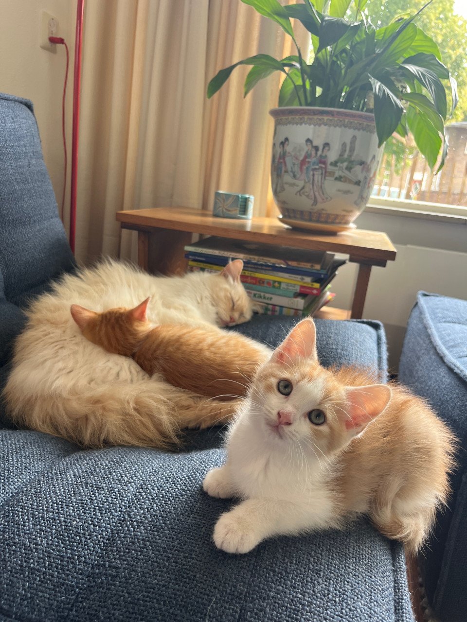 Kittens kruising 💯 Ragdoll x Rode buurtkater ️