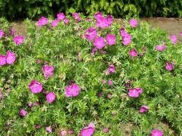 Wilde geraniums donkerrose