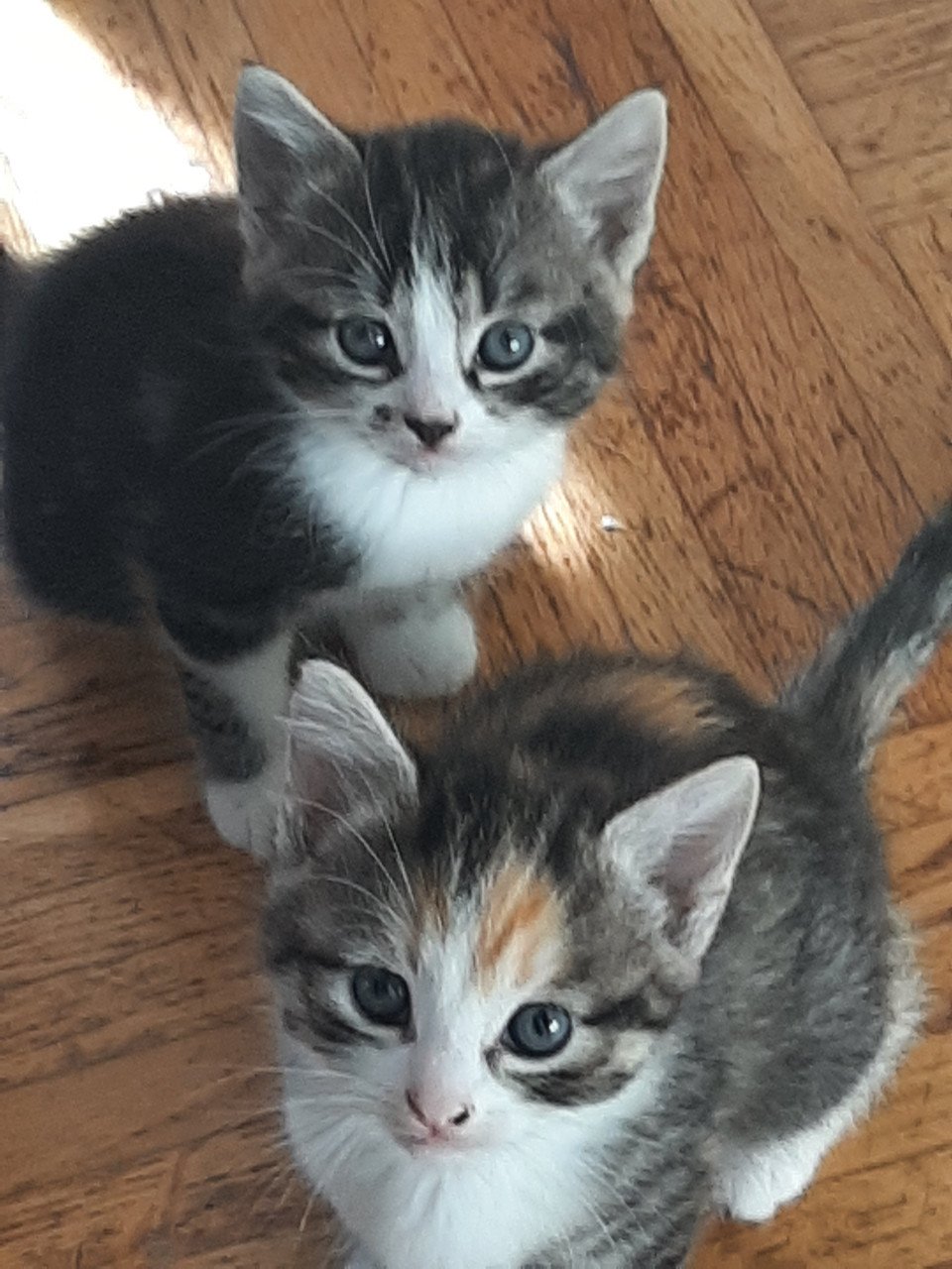Lapjes kittens