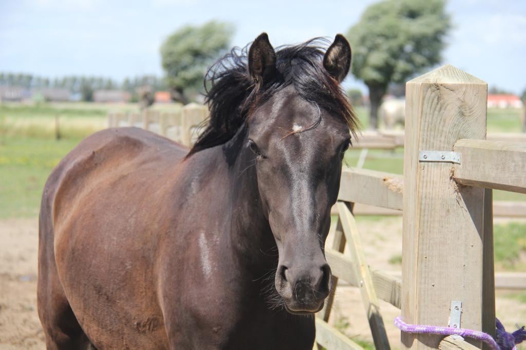 Fijne recreatie paarden te koop