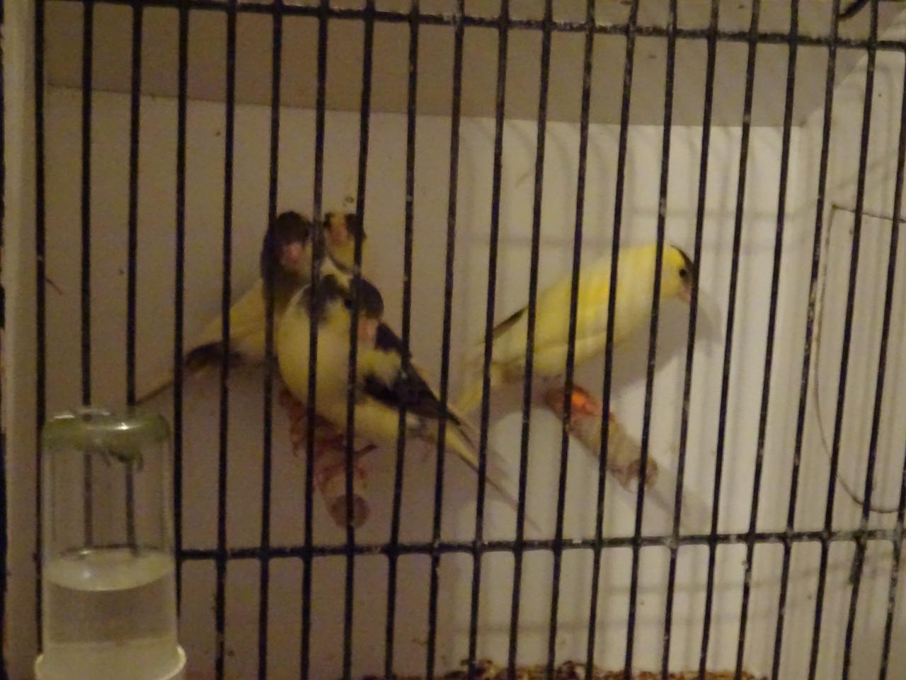 Te koop enkele zeer mooie bonte man zang kanaries ,beginnen te zingen