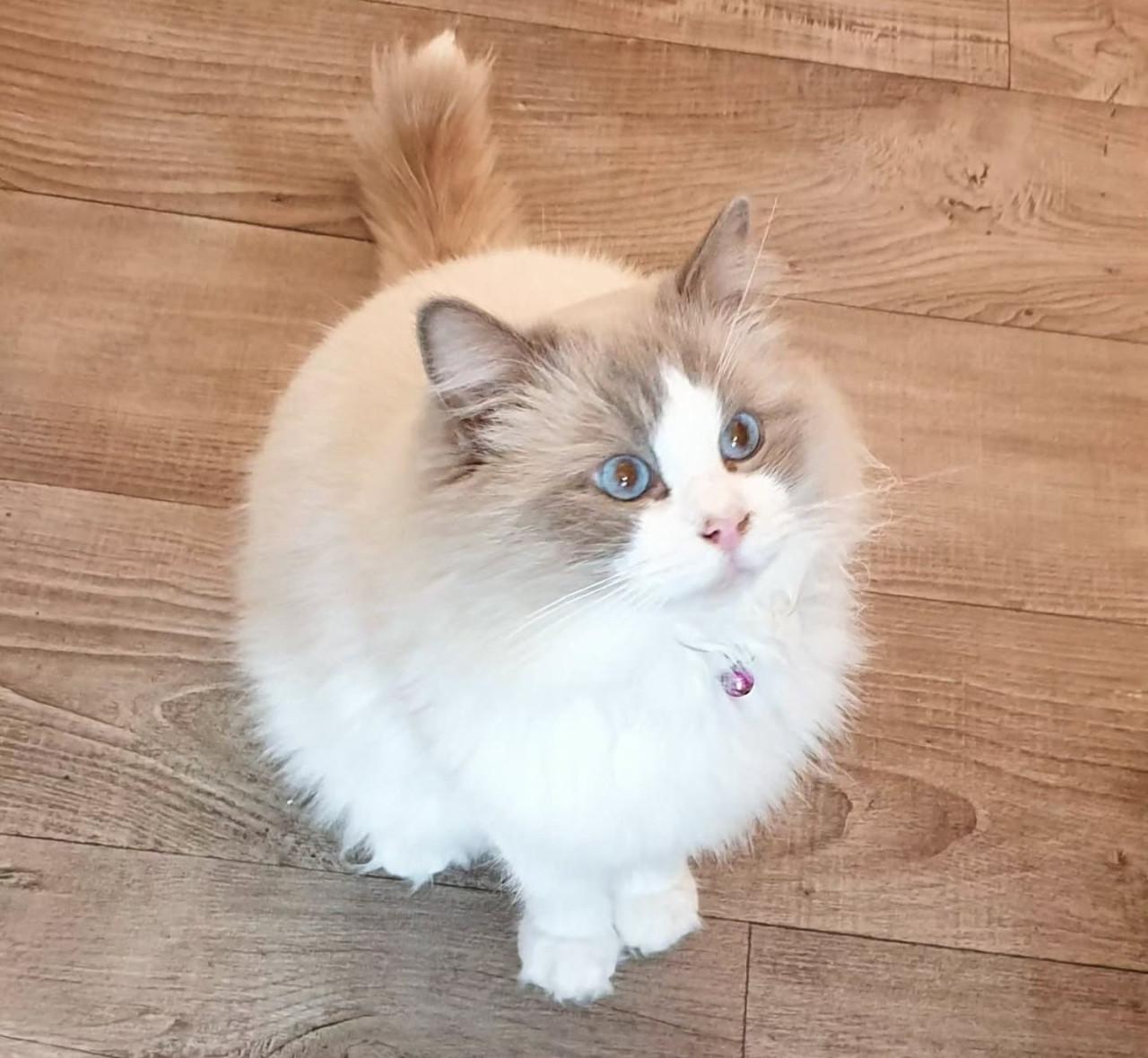 RAGDOLL  kittens