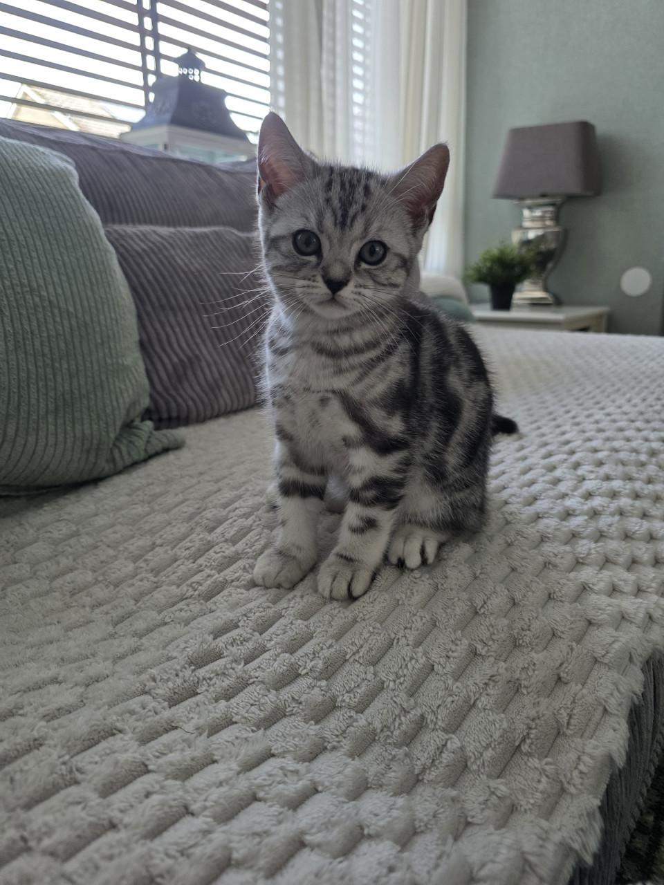 Brits korthaar kitten (Whiskas)
