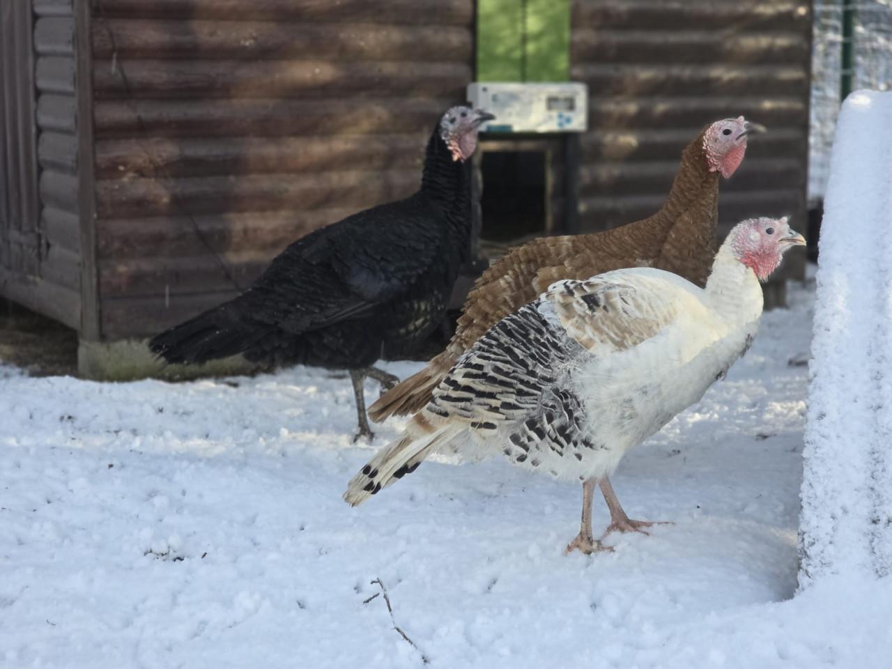 Groep kalkoenen (1 haan + 4 hennen)