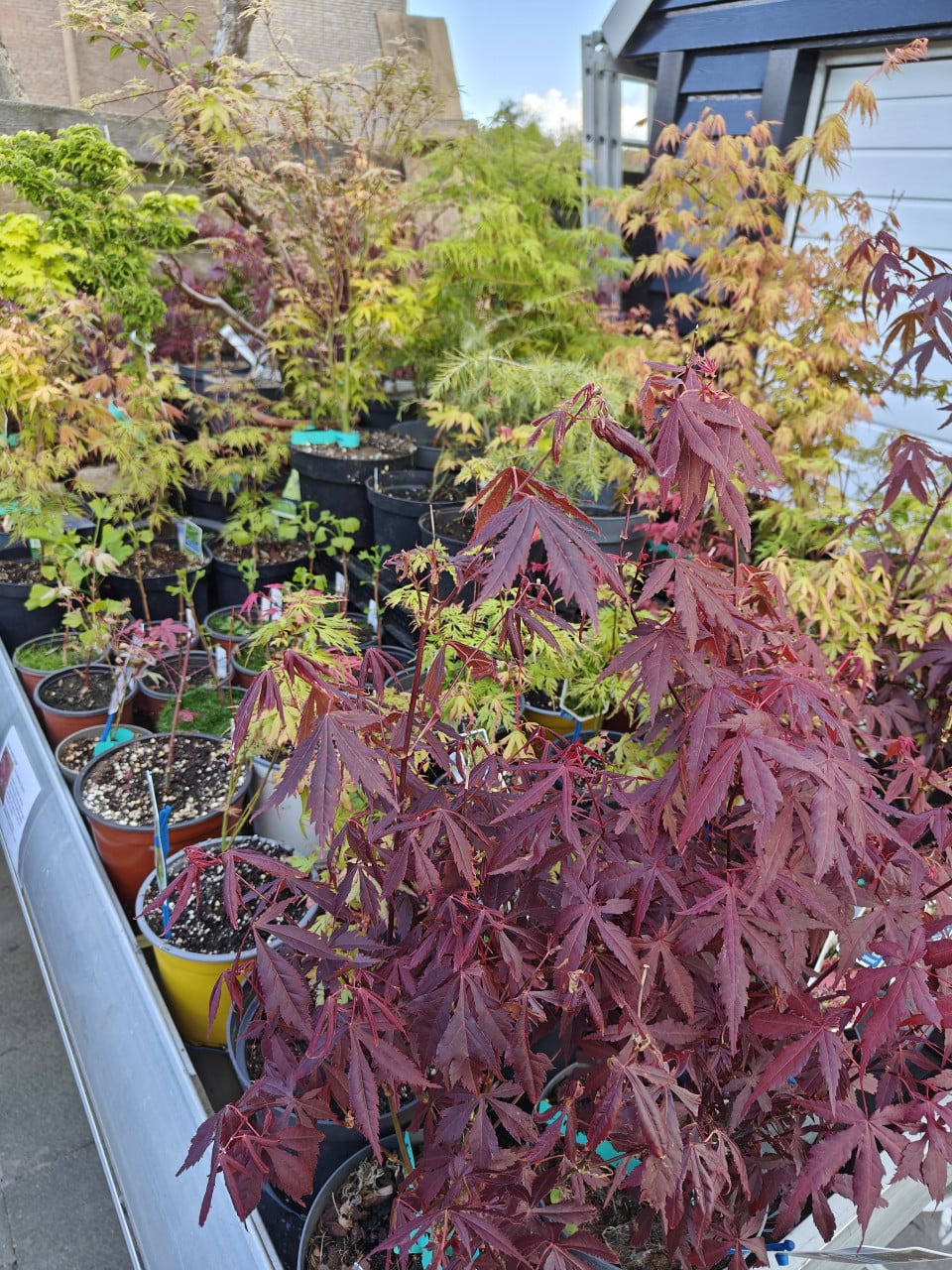 Verschillende soorten Japanse esdoorns Acer palmatum