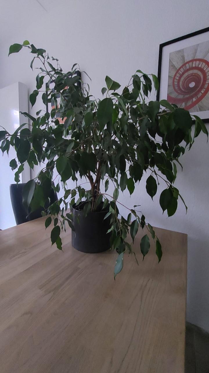 Plant Ficus Benjamina aka Treurvijg