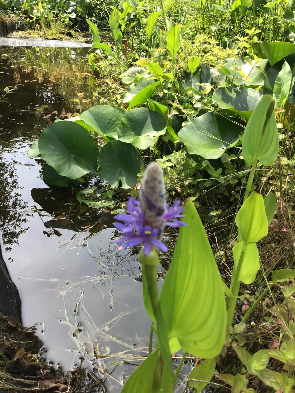 Mooie Vijverplant Snoekkruid