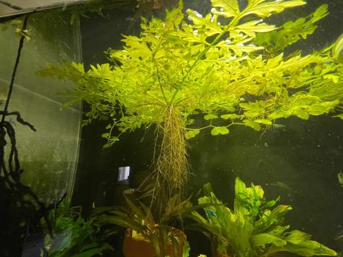 Eikenbladvaren - Ceratopteris cornuta