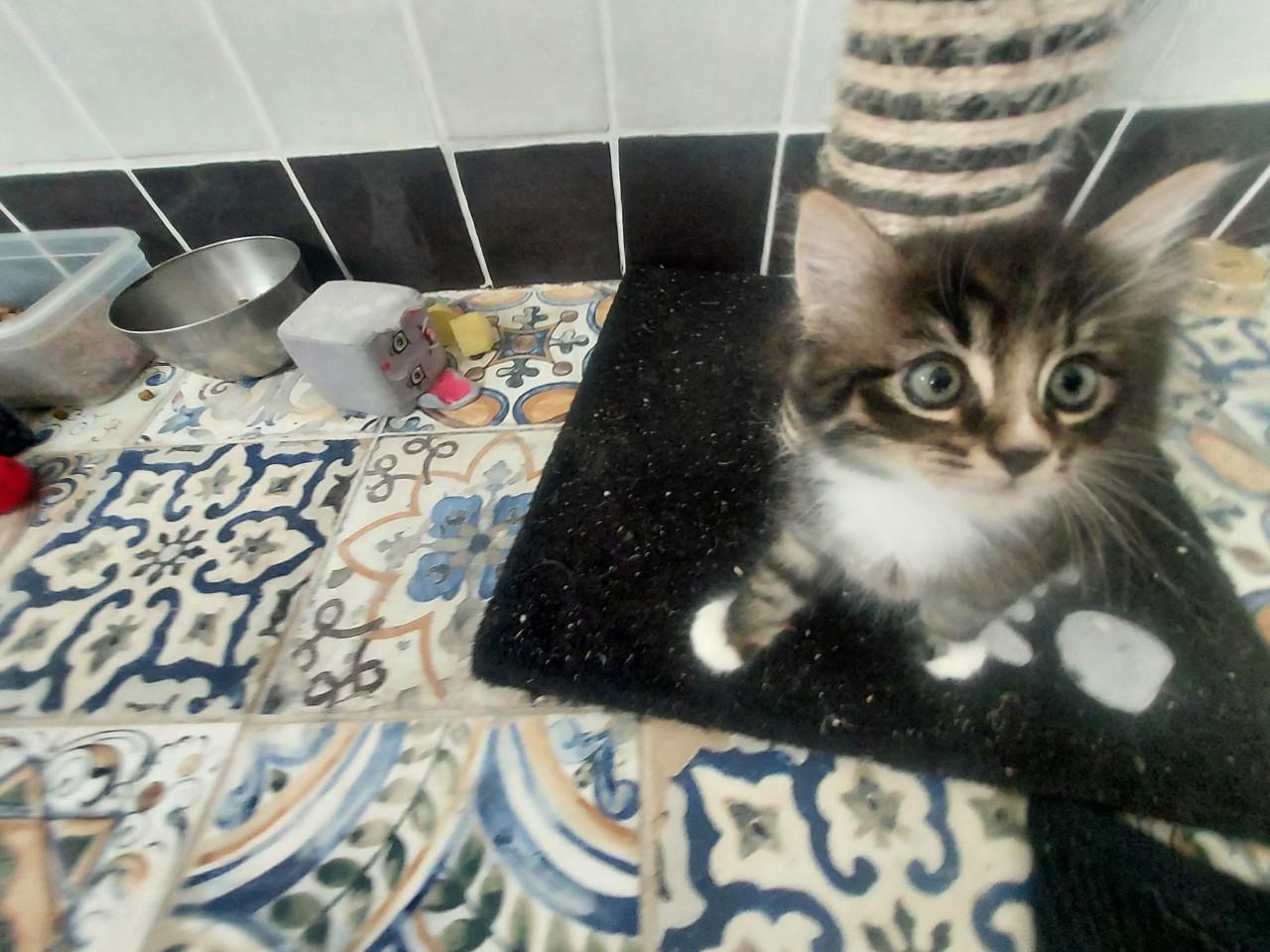 Kittens