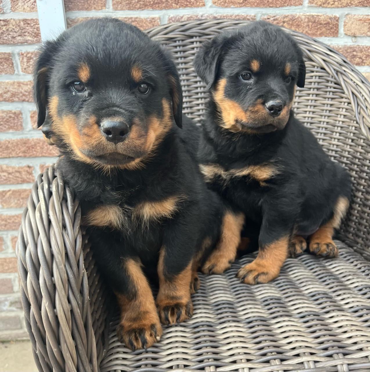 Rottweiler pups